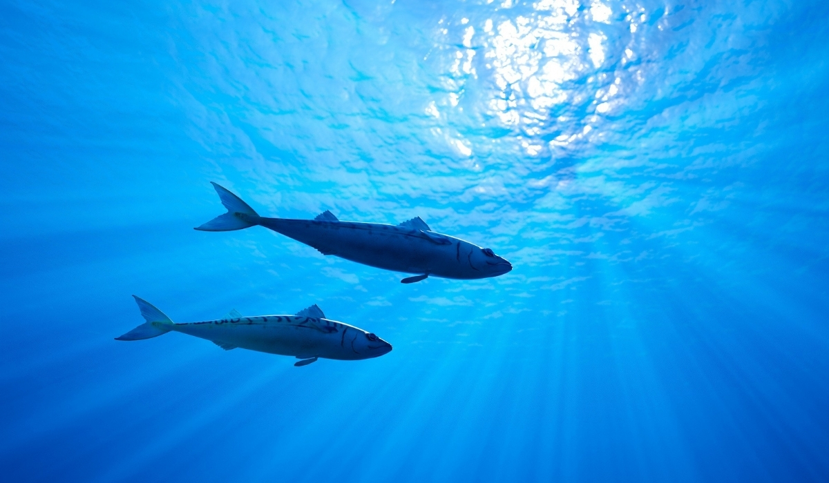 Qatar Releases Native Fish into Sealine Reserve to Boost Marine Biodiversity
